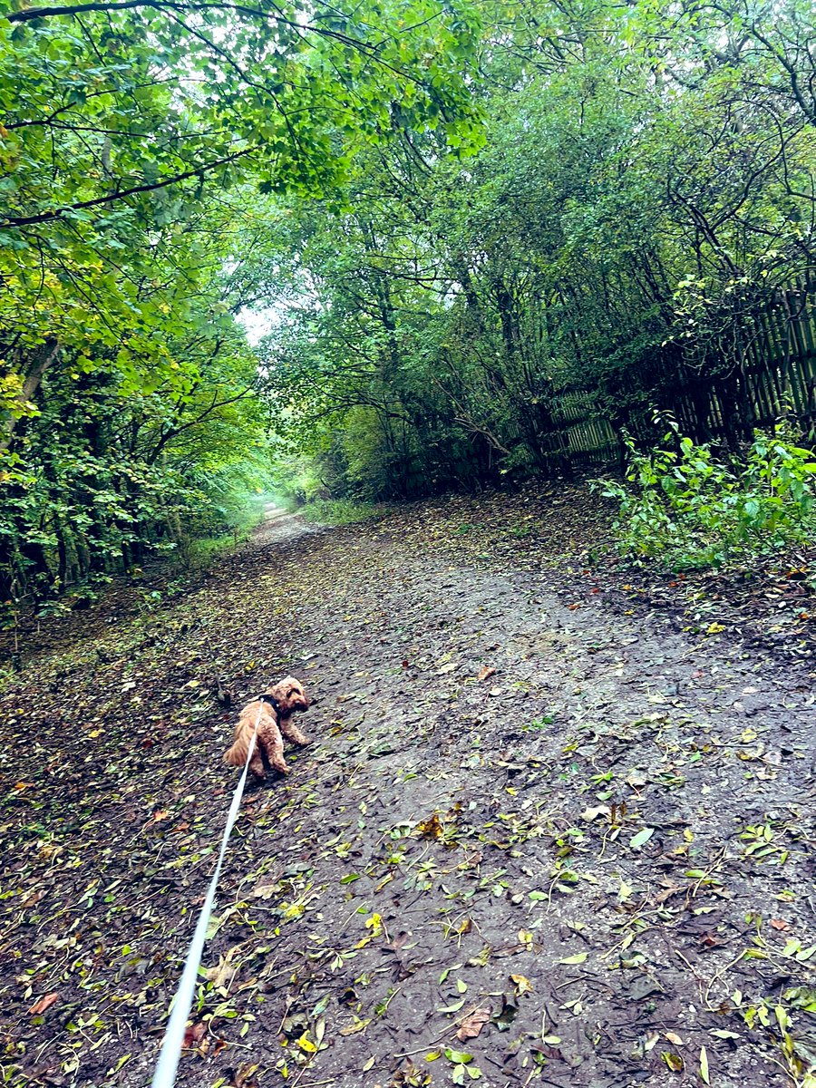 DiggersDigby's tweet image. Walkies !! 🐾
