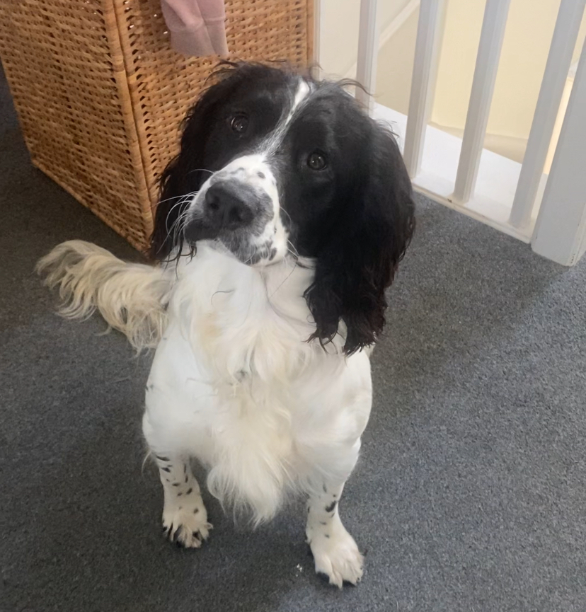 Catriona Morrison (she/her) tweet media