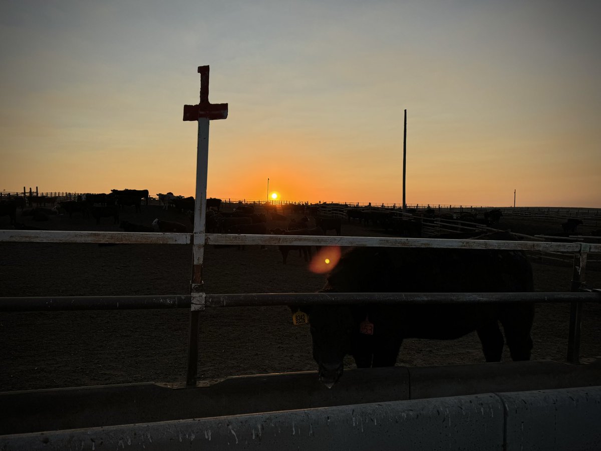 Rocking_S_Ranch's tweet photo. Good morning from pen 1. The calm before the storm. Winds are supposed to blow up to 45mph today. And we are about as dry as we’ve ever been. https://t.co/22BLei5ZXI