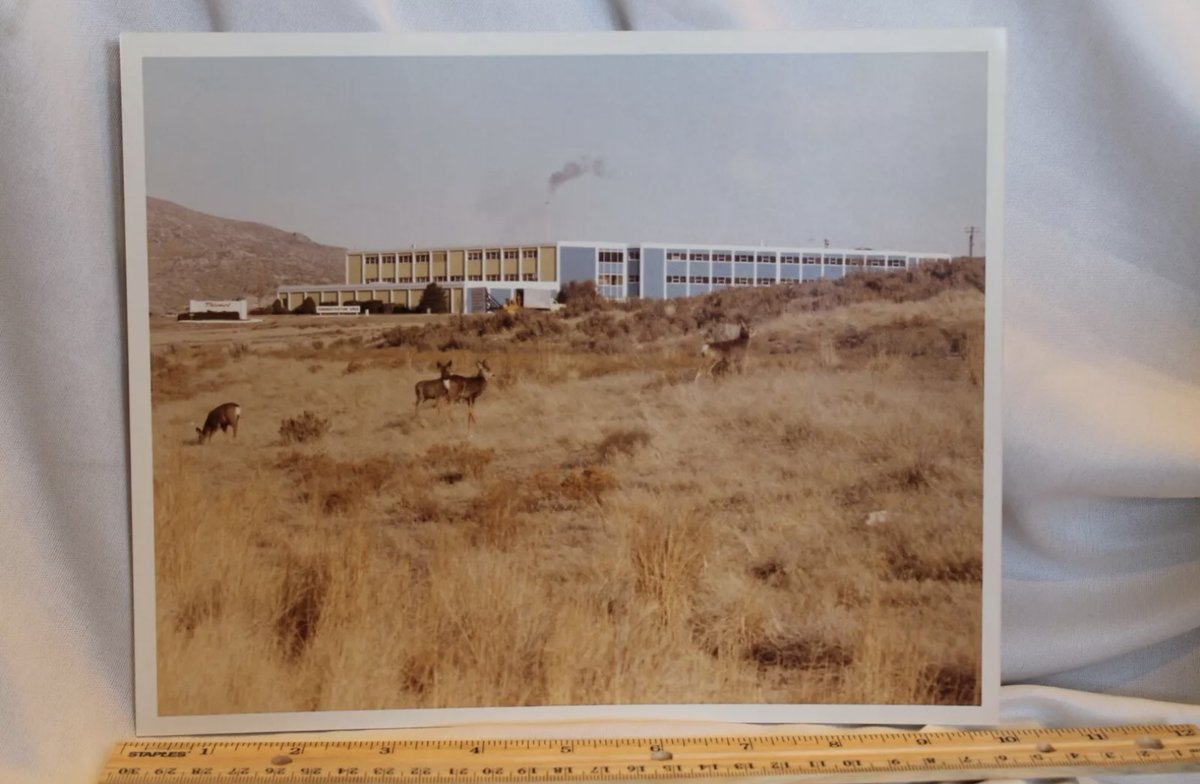 KneeCRee's tweet image. 1979 Utah — ebay.com/itm/1349445302…

#thiokol #wasatch #wildlife #vintage1979 #nesiesnestoct24