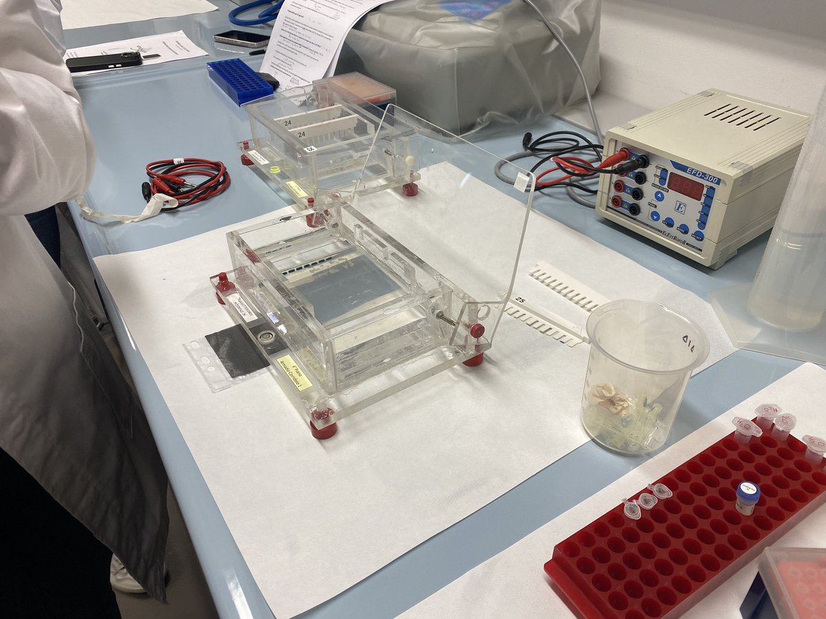 stefano campanaro (@campanarostef) on Twitter photo And also this year the practical #laboratory of #molecular #biology 2 was a great success thanks to the great support of <a href="/Davide_Steffan/">Davide Steffan</a> and Maria Chiara Valerin 😊👍 #real-time #PCR And also this year the practical #laboratory of #molecular #biology 2 was a great success thanks to the great support of <a href="/Davide_Steffan/">Davide Steffan</a> and Maria Chiara Valerin 😊👍 #real-time #PCR
