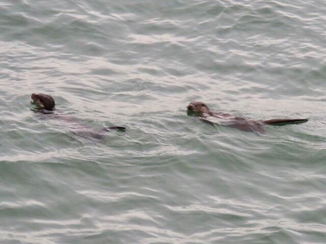KevinIngleby1's tweet photo. A very wet Thorntonloch today but didn’t deter these otters and Purple Sandpipers. @birdinglothian https://t.co/BHLiQRhV94