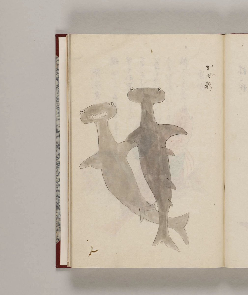 A Japanese depiction of two hammerhead sharks from 1735. (📷:  National Institute of Japanese Literature)