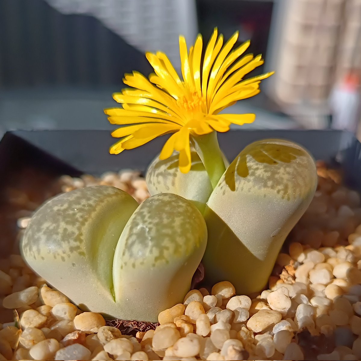 carlosreygarcia's tweet photo. #lithops en #flor 🌼
#lithops
#lithopslover
#lithopslove
#plantaspiedra
#piedrasvivas
#suculentas
#botanica
#plantas
#fotografía / #foto / #photography / #photo / 📸
#HONOR90 / #HONOR90Smart / 📱 https://t.co/97ZRsbdZ6y