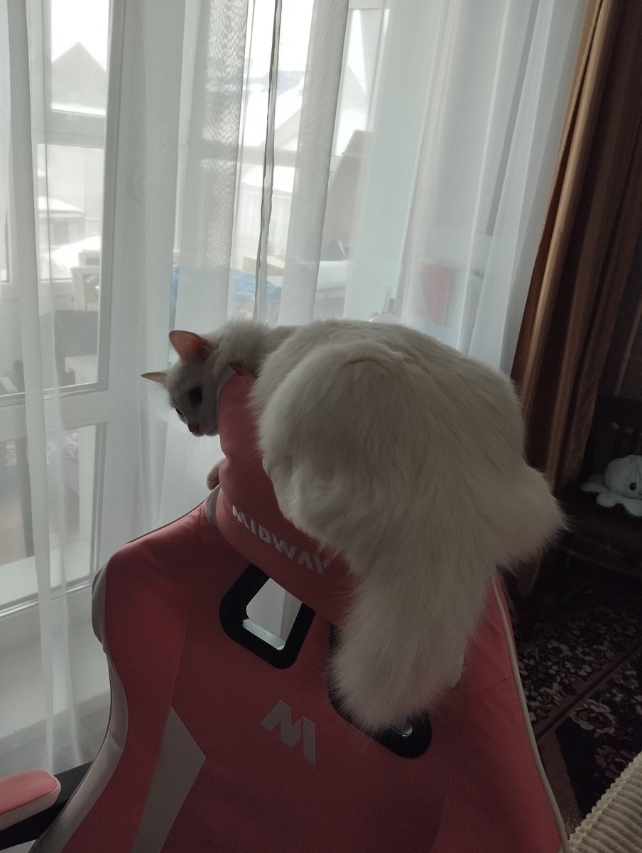 Saddler46's tweet photo. @maxjazzz Подлая котЭ https://t.co/iHLz9MKb6f