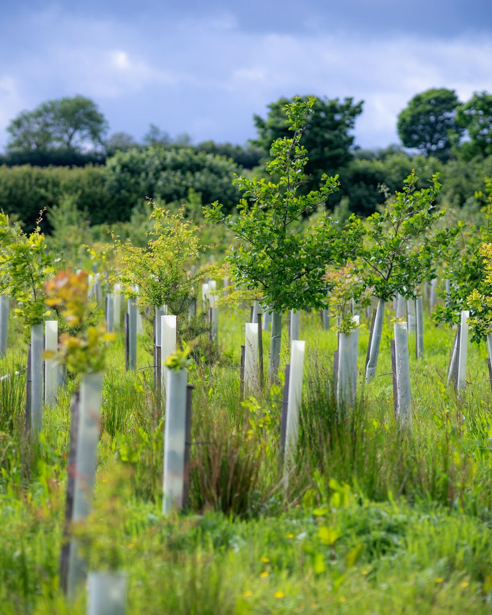 Cornish Orchards tweet media