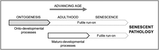 João Pedro de Magalhães (@jpsenescence) on Twitter photo Exciting new paper with David Gems & Roop Singh Virk <a href="/IHAatUCL/">IHAatUCL (no longer posting)</a> on epigenetic clocks and programmatic aging.
We develop a framework for understanding epigenetic clocks - such as <a href="/prof_horvath/">Prof Steve Horvath</a> clock - in terms of programmatic mechanisms.
1/2
sciencedirect.com/science/articl⦠Exciting new paper with David Gems & Roop Singh Virk <a href="/IHAatUCL/">IHAatUCL (no longer posting)</a> on epigenetic clocks and programmatic aging.
We develop a framework for understanding epigenetic clocks - such as <a href="/prof_horvath/">Prof Steve Horvath</a> clock - in terms of programmatic mechanisms.
1/2
sciencedirect.com/science/articlā¦