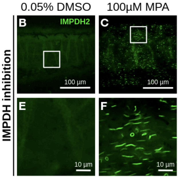 Check out this preprint from <a href="/WillsLabFroggos/">Wills Lab</a> ! Filaments for dayyyyyyys 🤩