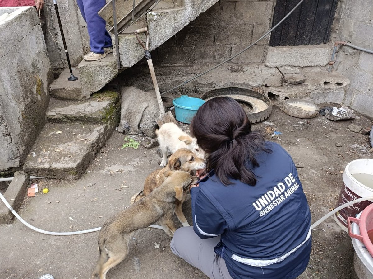 UBAQuito's tweet photo. 🚨#DenunciasAtendidasUBA | En atención a una denuncia ciudadana, acudimos a un predio en el barrio El Condado📍donde identificamos tres canes: una hembra adulta y dos cachorros 🐾.

@pabelml https://t.co/8sSX0zALw4