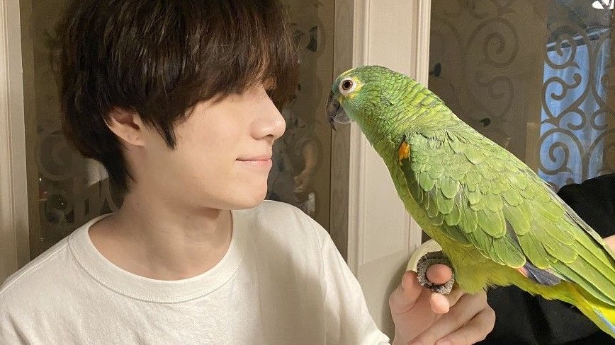 L0VELYBEOMIE's tweet photo. the details i am sobbing 😭😭😭 THEY GAVE BEOMGYU LEGO PARROTS!!! 😭😭😭 no wonder it’s his favorite https://t.co/xYLgdUARVs