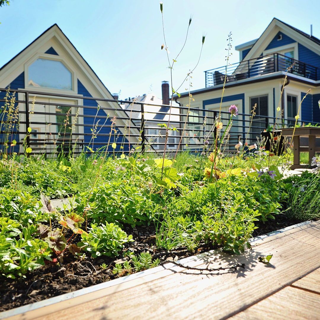 Recover Green Roofs tweet media