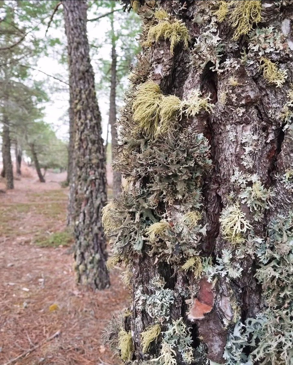 Además de darle color a las cortezas, los líquenes son bioindicadores: su presencia y variedad nos revelan el estado de salud de los bosques.
Cada especie nos cuenta la historia sobre el entorno en el que crece!
#Liquenes #Bioindicadores #Biodiversidad #Conservación
