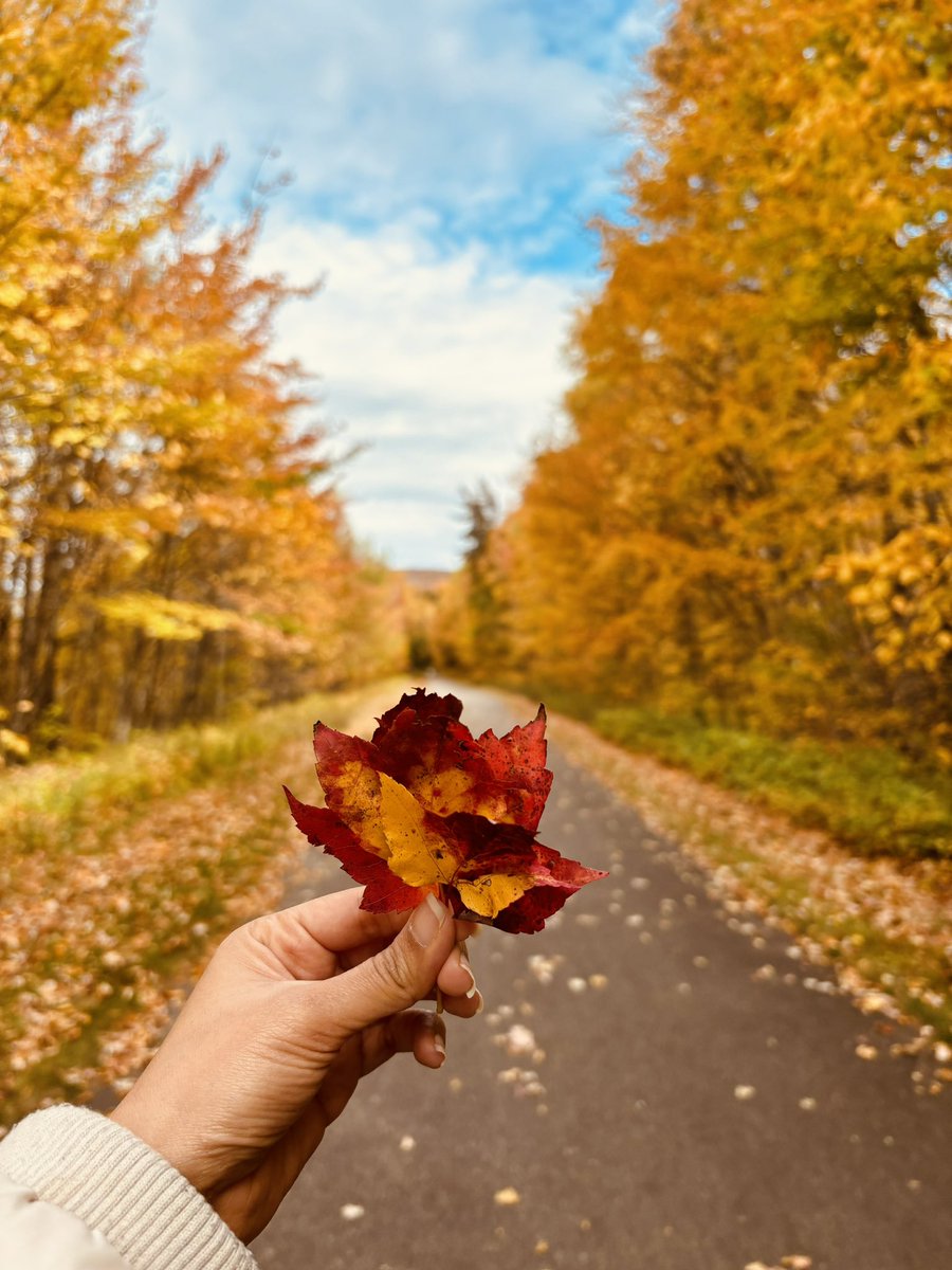 pragyaarora26's tweet image. In nature and research, shedding old layers makes space for new growth.
Welcoming change ☘️
🍂 #FallColors #Academia #Evolving
#fall #science #outsidelab #phdvoice
@AcademicChatter @PHDcomics
