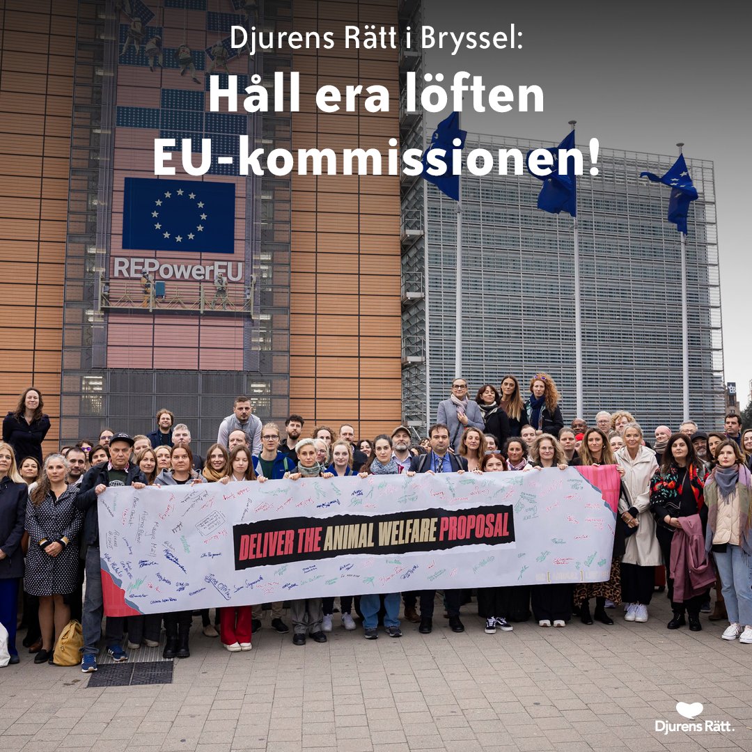 Nyligen var Djurens Rätt i Bryssel för att uppmana EU att hålla sina löften till djuren. Vårt foto av en turbokyckling visades även på en utställning som belyste djurens lidande i Europa. 🐥

Uppmana EU att förbättra djurvälfärden: djurensratt.se/hall-era-loften