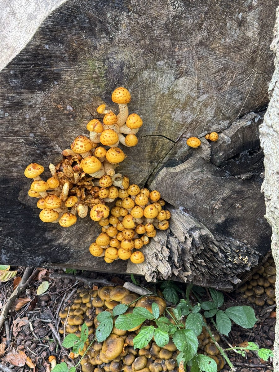 Kris Schiermeier tweet media