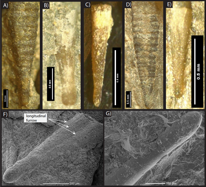 GSAPublications's tweet photo. New #Geosphere: Prow-Fleischer et al., "Body-size reductions in dacryoconarid tentaculitoids during Late Devonian warming" Fig. 4 from the paper https://t.co/NN6xy4WEsR @SUEarthEnvSci  @ubgeology @stanforddoerr  #paleontology #microfossils #AppalachianBasin #Devonian #geoscience https://t.co/eg7Yfn9AGn