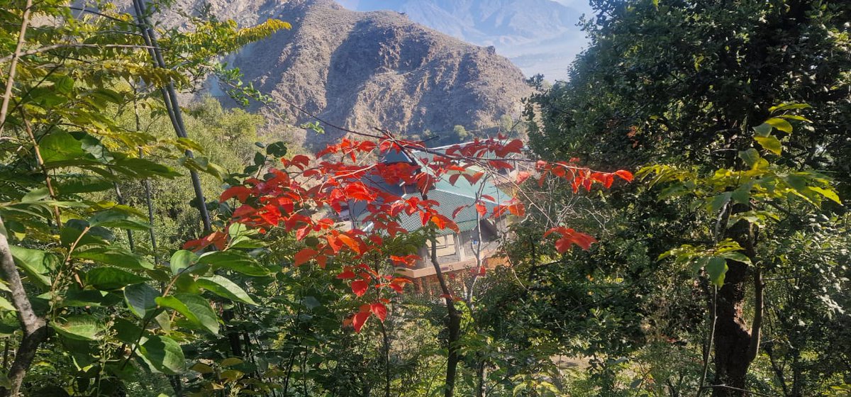 smqureshi's tweet photo. @shamsaRehmani Autumn colour! 🍁🍂
#HomeTown #Drosh #Chitral #KPK #Pakistan #Autumn https://t.co/PjpuXOR08Z
