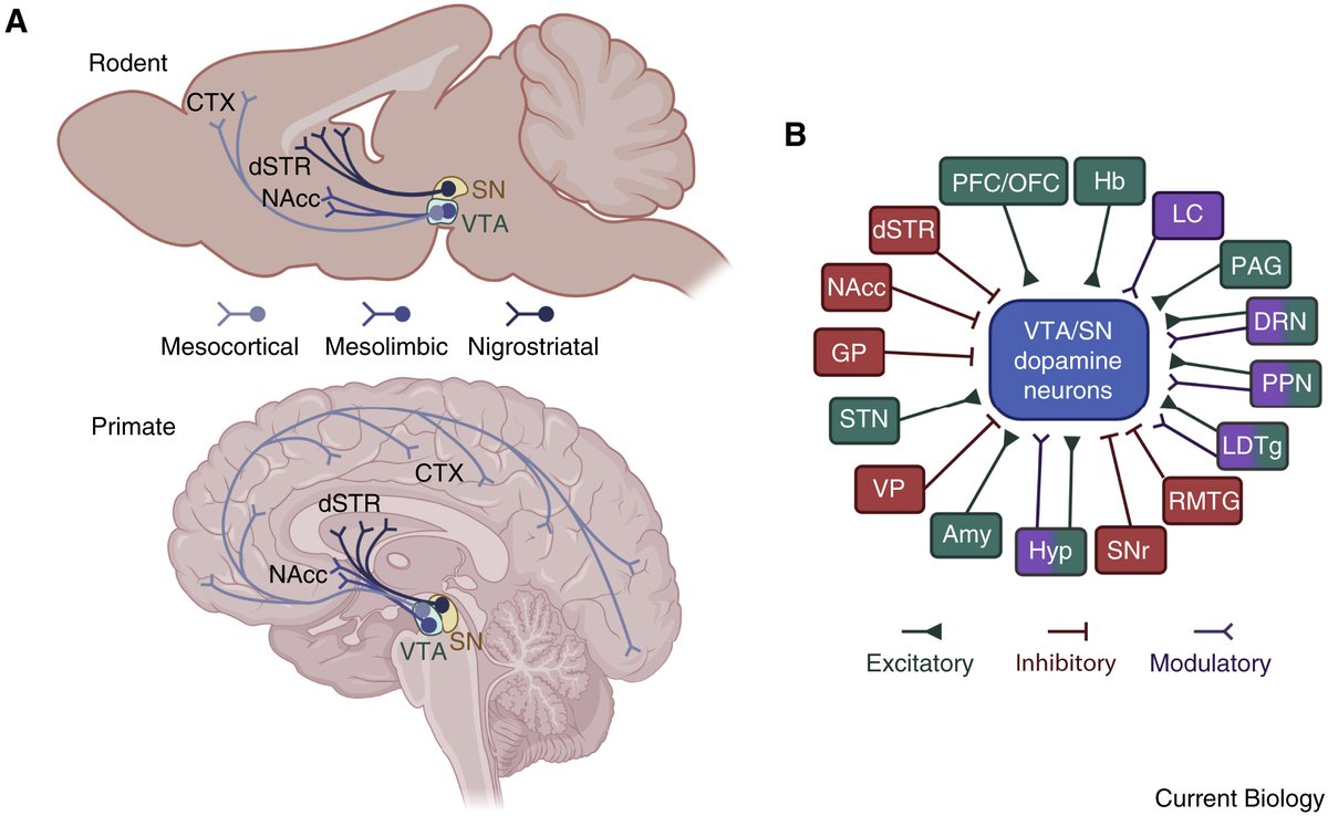 #Dopamine is without doubt the most talked about neurotransmitter.

For an excellent primer on dopamine and what it does and does not do check out the piece by <a href="/kmcostalab/">Kauê Machado Costa</a> &amp; Geoffrey Schoenbaum 

cell.com/current-biolog…