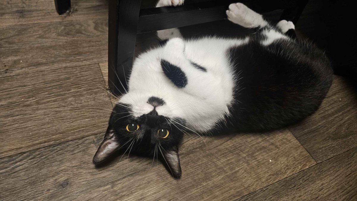 DDrawins's tweet photo. if I reach 7K by the end of the month my cat will receive little a salami https://t.co/n1ZYdbDJoM