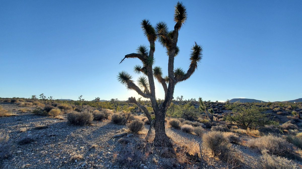 shadowdefense's tweet photo. This is when I went through #Meadview #Arizona while looking for more #CampShadow bases.
This is a #JoshuaTree in #Az https://t.co/PQlJRH1FgQ