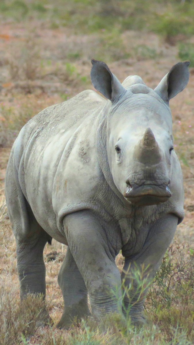 Just topping up your daily dose of #rhino 🦏