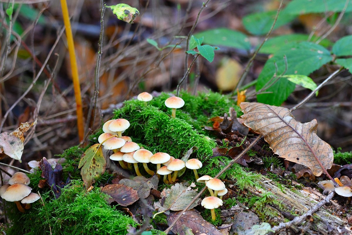 Robert Quadling🦋 (@eastengland2014) on Twitter photo 16/10/24 SWT Lound Lakes More Fungi seen on the reserve this morning. <a href="/SWT_NE_Reserves/">Suffolk Wildlife Trust North East Reserves</a> <a href="/ESWH2O/">Essex & Suffolk Water</a> <a href="/suffolkwildlife/">SuffolkWildlifeTrust</a> 16/10/24 SWT Lound Lakes More Fungi seen on the reserve this morning. <a href="/SWT_NE_Reserves/">Suffolk Wildlife Trust North East Reserves</a> <a href="/ESWH2O/">Essex & Suffolk Water</a> <a href="/suffolkwildlife/">SuffolkWildlifeTrust</a>