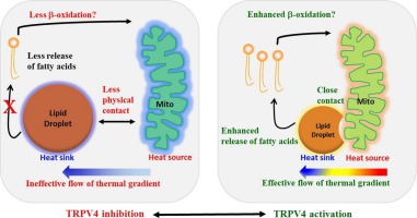 Our recent manuscript: TRPV4 in the adepocyte function. When mitochondria become cold, lipid drop-let sizes and numbers become more.  sciencedirect.com/science/articl…