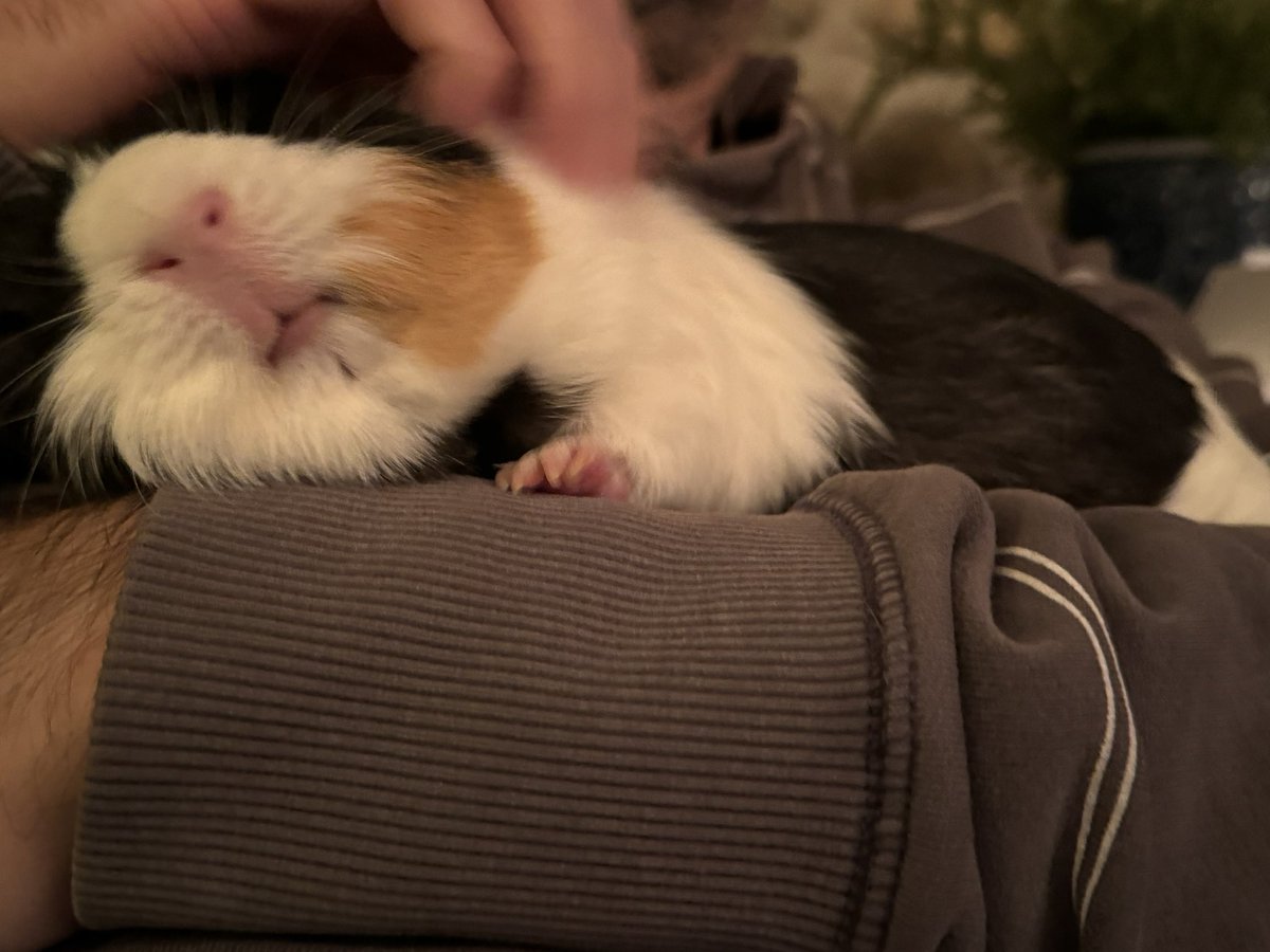 badgerbumble's tweet photo. Percy peeg is enjoying some top quality #peegycuddles with pigdad #percysnuggles #peegymouf #frontpaw https://t.co/fPOCHg4h75