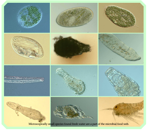 Dan Perkins (@drdanperkins) on Twitter photo 📢 We have PhD vacancy in our lab on understanding the response of freshwater microorganisms to environmental change:
findaphd.com/phds/project/u…
Application deadline 31st October. Start date January 2025. Please RT
@BES_AquaEco <a href="/freshwaterbio/">Freshwater Biological Association (FBA)</a> 📢 We have PhD vacancy in our lab on understanding the response of freshwater microorganisms to environmental change:
findaphd.com/phds/project/u…
Application deadline 31st October. Start date January 2025. Please RT
@BES_AquaEco <a href="/freshwaterbio/">Freshwater Biological Association (FBA)</a>