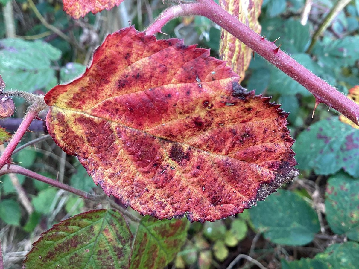 church_prim's tweet photo. Check out these amazing nature art photographs π a great example of science & active enrichment π @PEchurchprim1 @CLOtC @HTempestPhoto @UKNikon @NiallO7Brien #momentsofsuccess https://t.co/mWKkGziJUu