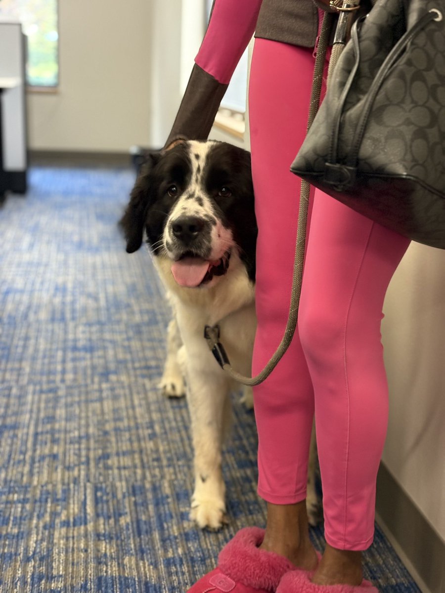 We are a divided newsroom.

<a href="/whec_DDewberry/">Deanna Dewberry</a> brought her “horse” Madeline to visit, and it sparked a debate on whether dogs are better than cats.

Tell us: which side are you on?