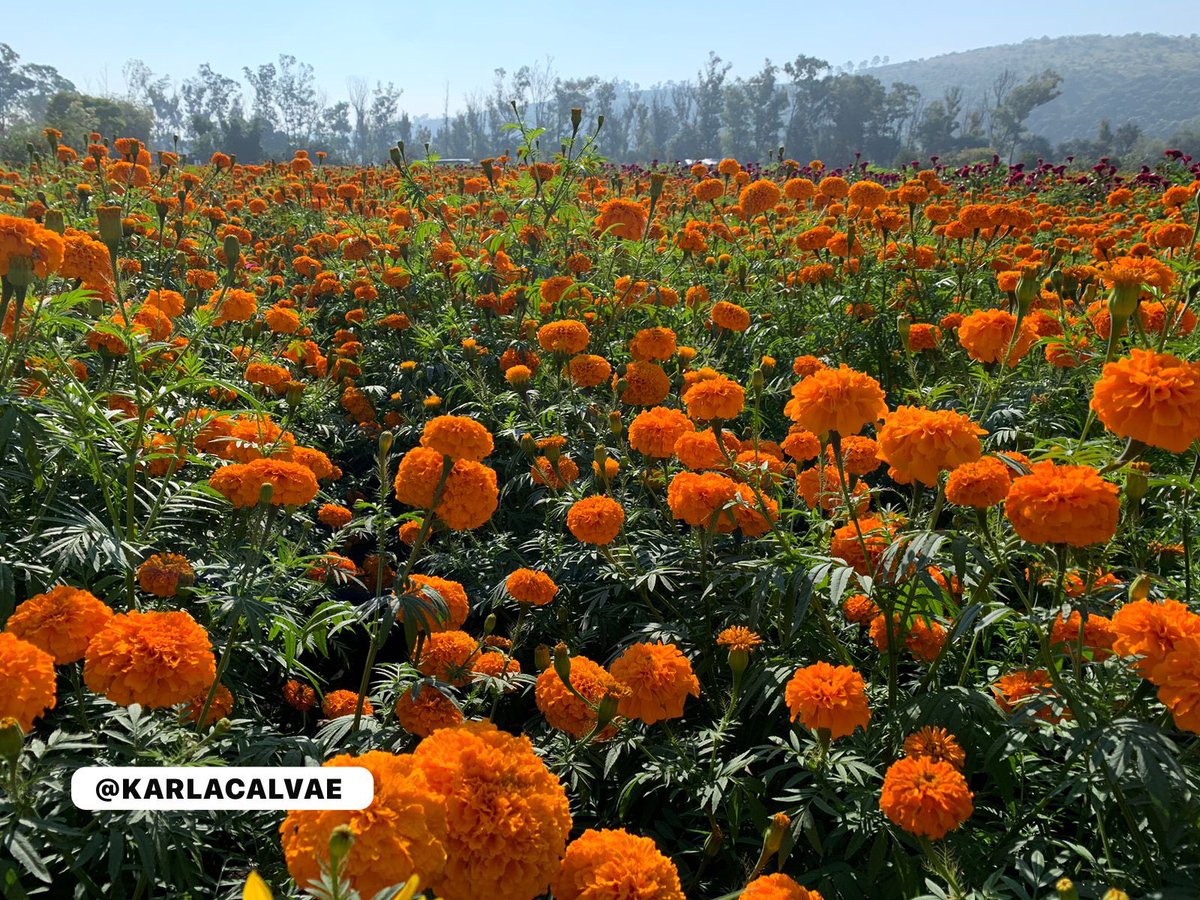 KARLACALVAE's tweet photo. ¡Naturalmente Bellos! Los Campos de Cempásuchil, Manita de Leon y Nube, para celebrar ‘Noche de Ánimas’ 

Del 18 al 20 de Octubre en El Colegio de #Tarímbaro 

Actividades deportivas, culturales y artísticas. 

A media hora de #Morelia 

+info en @michangoonga https://t.co/WnHoqvnEBH