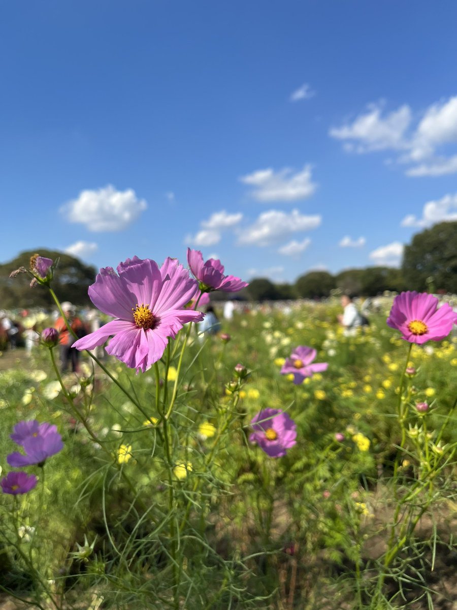 pelikanm400's tweet photo. 立川市にある国営昭和記念公園に行ってきました！

コスモスが見頃を迎えていて、見る人を楽しませていました！

コキアとキンモクセイも、いい味を出しています！ https://t.co/i2nFNiAdBA