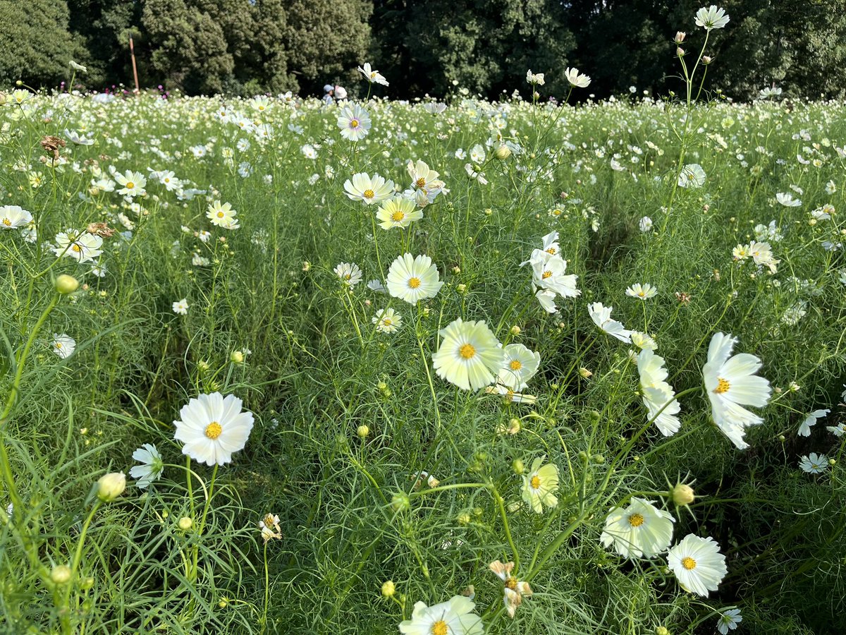 pelikanm400's tweet photo. 立川市にある国営昭和記念公園に行ってきました！

コスモスが見頃を迎えていて、見る人を楽しませていました！

コキアとキンモクセイも、いい味を出しています！ https://t.co/i2nFNiAdBA