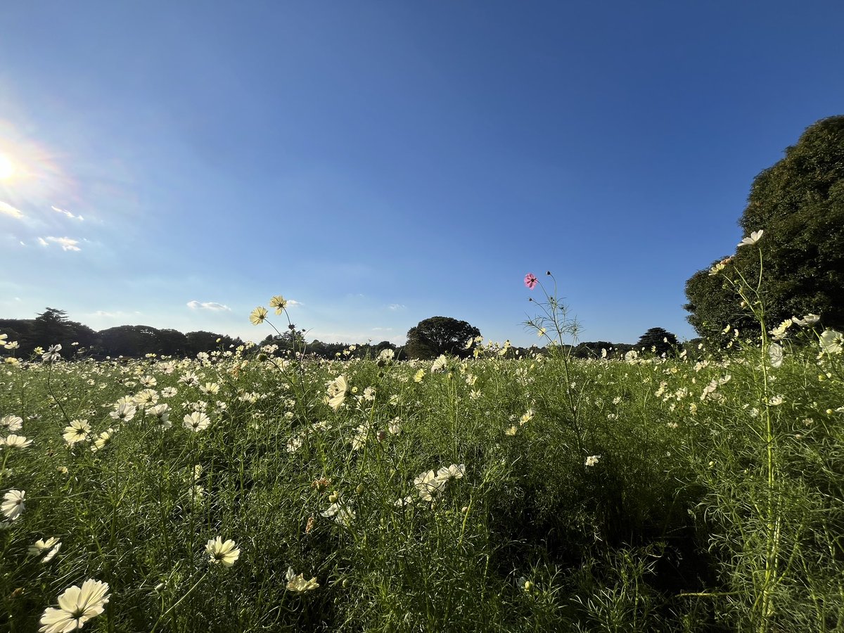 pelikanm400's tweet photo. 立川市にある国営昭和記念公園に行ってきました！

コスモスが見頃を迎えていて、見る人を楽しませていました！

コキアとキンモクセイも、いい味を出しています！ https://t.co/i2nFNiAdBA