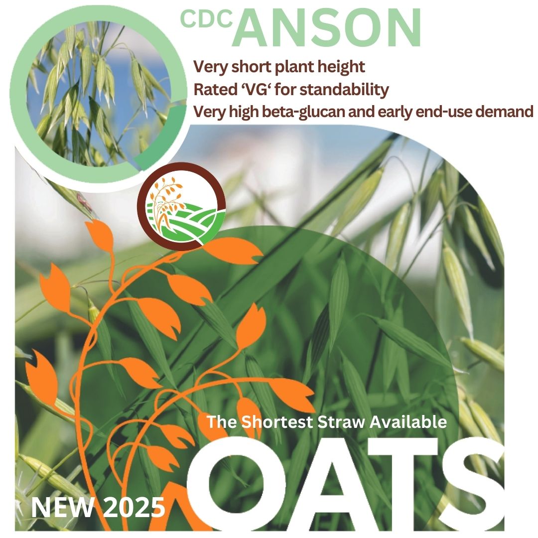 FPGenetics's tweet photo. CDC Anson is a new milling oat for #plant25 and we can’t wait for you to experience its performance in the field.  

Learn more about CDC Anson along with our other proven varieties available now from seed dealers across Western Canada at https://t.co/yIDGp8C5wG https://t.co/2bHaLXHx1P