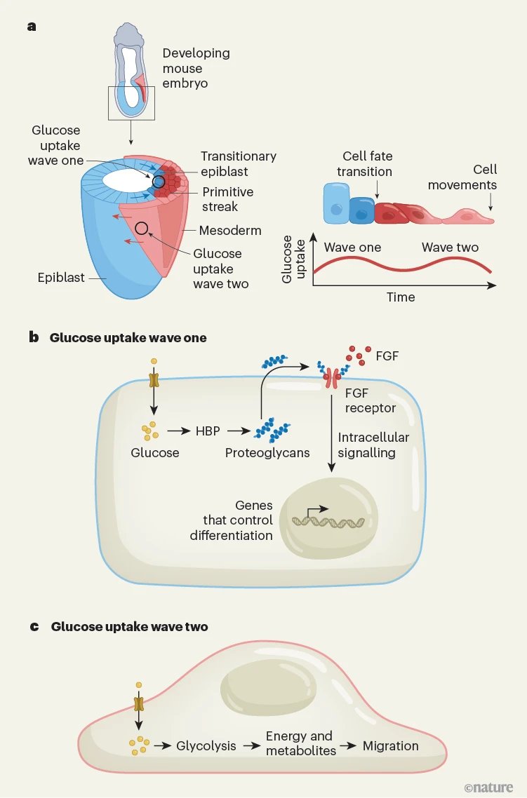 Waggoner Lab (@labwaggoner) on Twitter photo Link between metabolic pathways that produce energy for embryo growth & cellular signaling systems that regulate cell specialization and movement during early development <a href="/Nature/">nature</a> <a href="/BernaSozen_/">Berna Sozen</a> <a href="/DominicaCao/">Dominica Cao 🍋</a> <a href="/bergmann_jenna/">Jenna Bergmann</a>
nature.com/articles/d4158…
nature.com/articles/s4158… Link between metabolic pathways that produce energy for embryo growth & cellular signaling systems that regulate cell specialization and movement during early development <a href="/Nature/">nature</a> <a href="/BernaSozen_/">Berna Sozen</a> <a href="/DominicaCao/">Dominica Cao 🍋</a> <a href="/bergmann_jenna/">Jenna Bergmann</a>
nature.com/articles/d4158…
nature.com/articles/s4158…