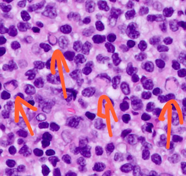 Shachar Path tweet media