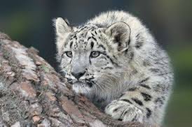 NigoraFazliddin's tweet image. Tajikistan is home to the #SnowLeopard 🐆, one of the world’s most elusive big cats. Unique creatures roam across 12 countries, w/ 🇹🇯 providing  habitat 4 500-800 of the estimated 7,000-12,000 remaining in the wild. TJ is one of the most favorable environments for their survival.