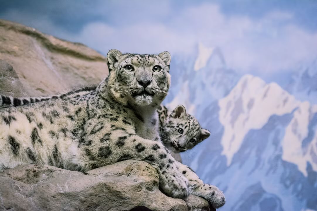 NigoraFazliddin's tweet image. Tajikistan is home to the #SnowLeopard 🐆, one of the world’s most elusive big cats. Unique creatures roam across 12 countries, w/ 🇹🇯 providing  habitat 4 500-800 of the estimated 7,000-12,000 remaining in the wild. TJ is one of the most favorable environments for their survival.