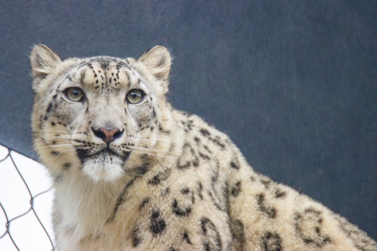 NigoraFazliddin's tweet image. Tajikistan is home to the #SnowLeopard 🐆, one of the world’s most elusive big cats. Unique creatures roam across 12 countries, w/ 🇹🇯 providing  habitat 4 500-800 of the estimated 7,000-12,000 remaining in the wild. TJ is one of the most favorable environments for their survival.