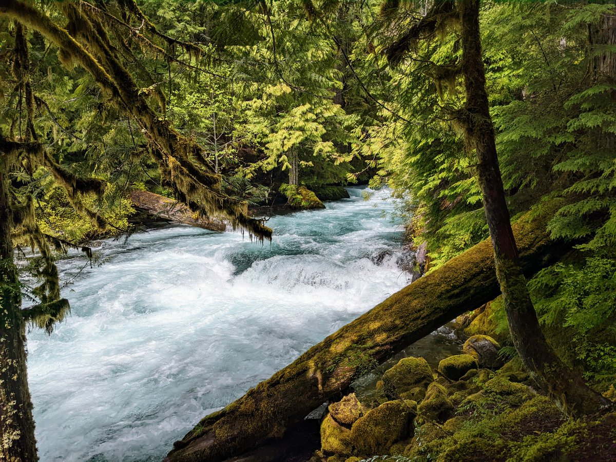 Come join us! The Human Physiology Department at University of Oregon is searching for a Career Instructor:
academicjobsonline.org/ajo/jobs/28607

(Picture of the McKenzie River included to show why you might want to live here!)