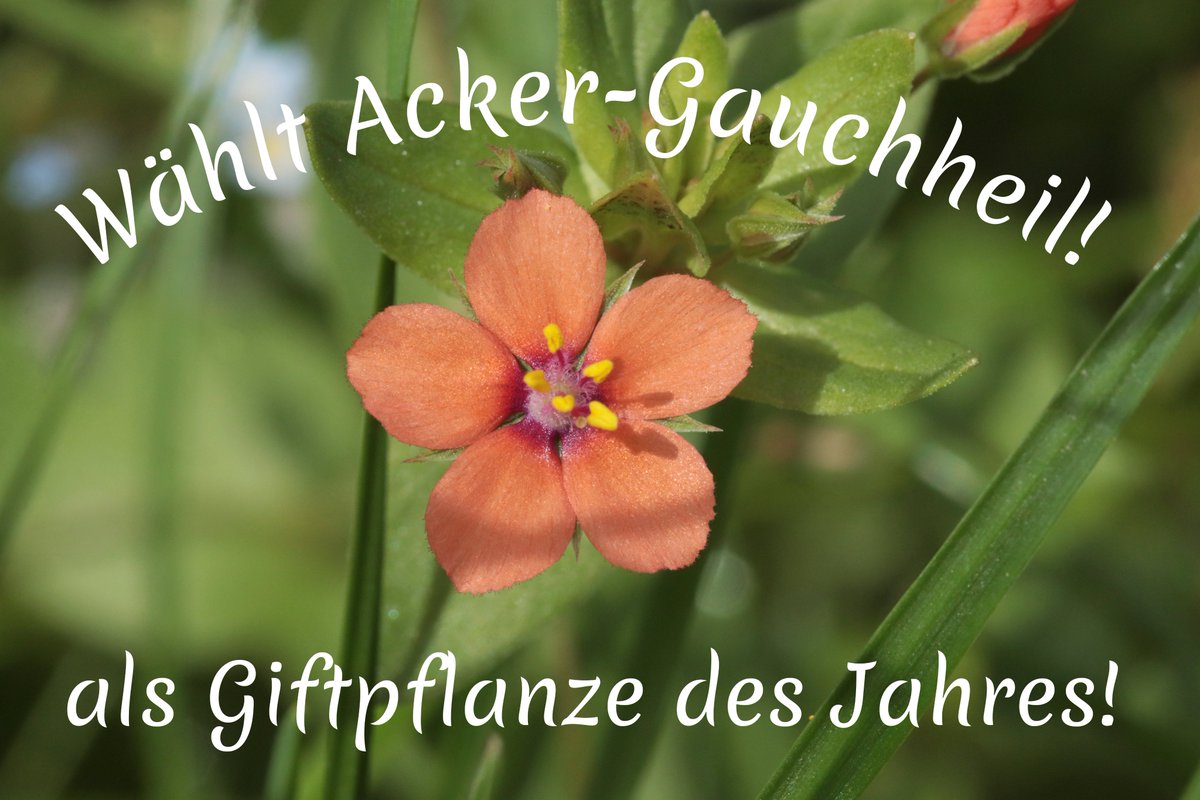 "Meine Stimme für den Acker-Gauchheil" - Jetzt für die Giftpflanze des Jahres 2025 abstimmen.

-&gt; hamburg.de/politik-und-ve…

Damit eine unbekanntere Giftpflanze mal ins Rampenlicht kommt!

#Giftpflanze