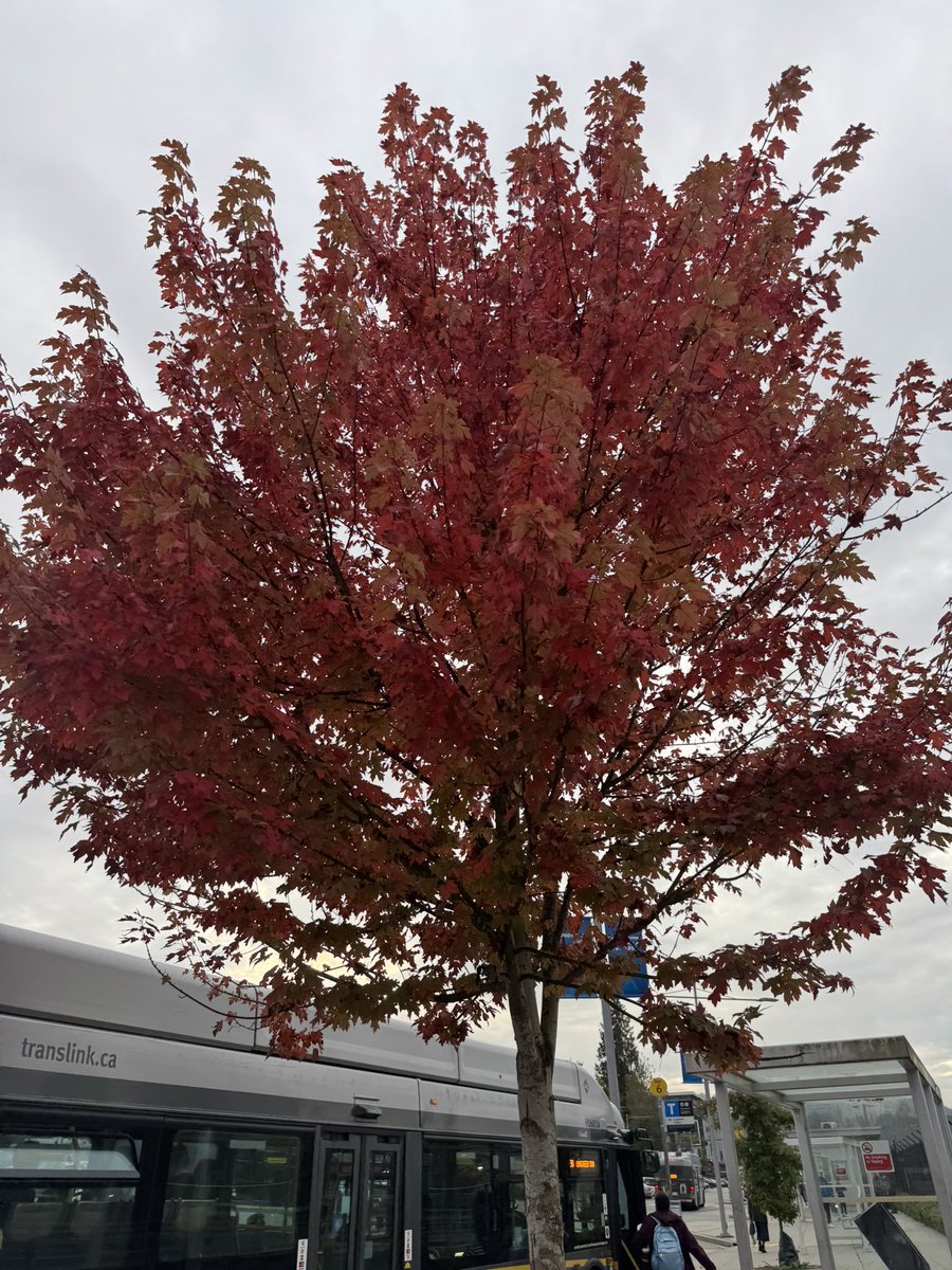 VeronicaOrta's tweet photo. Fall 🍁 https://t.co/jPIsbtuTMk