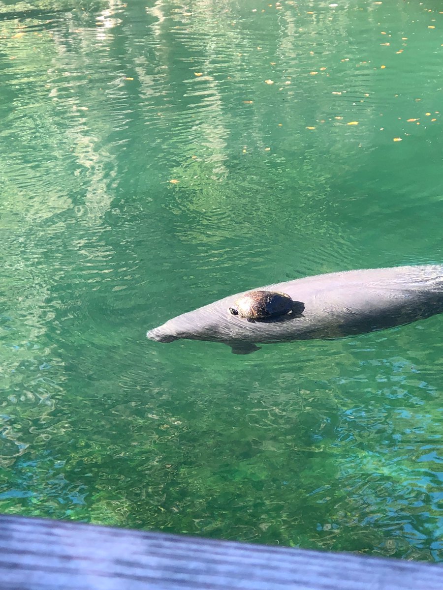 savethemanatee's tweet photo. #Fall4Manatees featured staff submission of the week by Gina, who got lucky enough to capture this unique photo of a turtle hitching a ride on a manatee at Blue Spring!
For more info and ways to participate check out https://t.co/Zs8nHZKyu6 https://t.co/3YaYoWCTF3