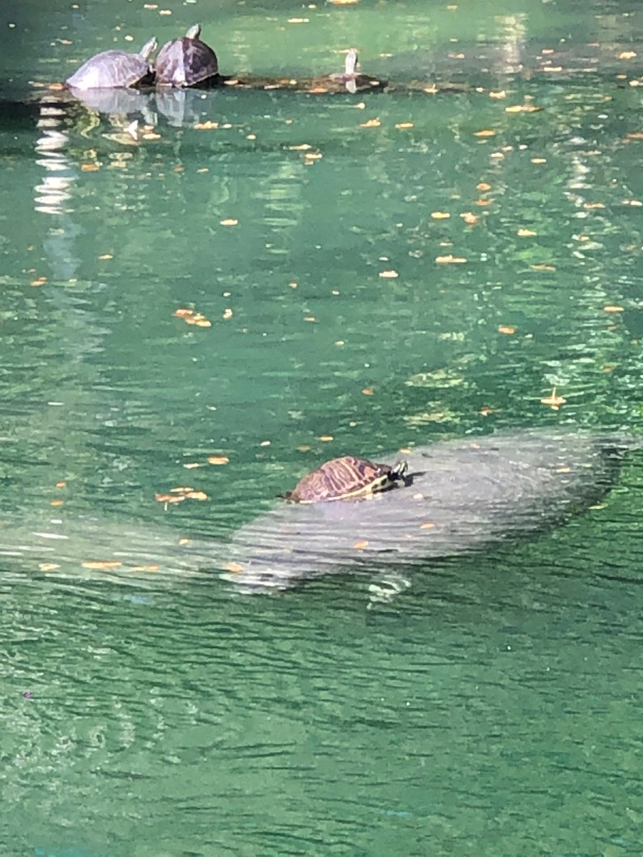 savethemanatee's tweet photo. #Fall4Manatees featured staff submission of the week by Gina, who got lucky enough to capture this unique photo of a turtle hitching a ride on a manatee at Blue Spring!
For more info and ways to participate check out https://t.co/Zs8nHZKyu6 https://t.co/3YaYoWCTF3
