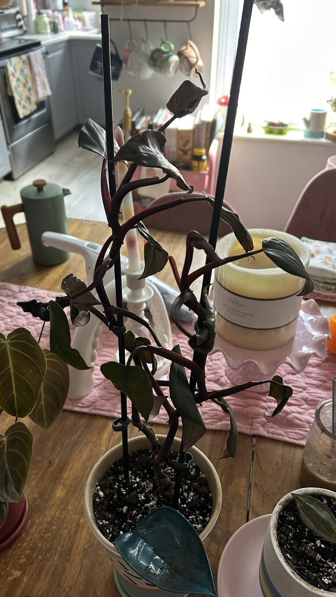 Aster 🍓🎀 tweet media