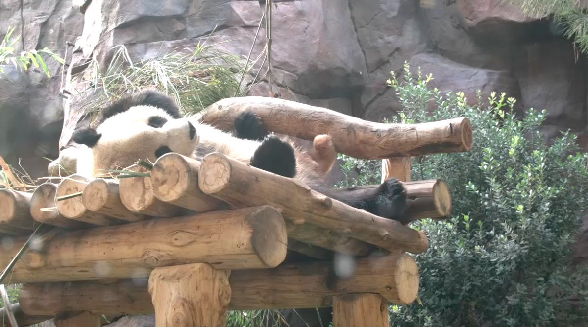 GoofballAnimals's tweet image. @sandiegozoo #PandaCam 💗