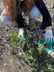 CDIGauguin45's tweet photo. Festival AR(t]CHIPEL @N_Renaissances Workshop Jardin Monde avec les architectes Eugénie Palau et Allan Mensah. Les CAP APH et leurs camarades d'UPE2A glanent des débris et des plantes sur le chantier de l'ex T17. Malik Nejmi guide la troupe. https://t.co/AwSdTvXtNg