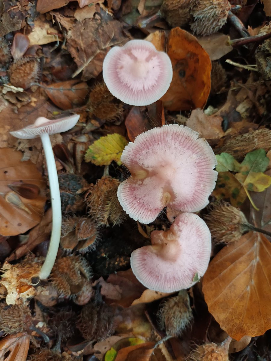 Pretty in pink, from the forest floor.  I have no idea what these are. It is largely beech woodland. 
#fungi #wild #mushrooms #wednesdaymotivations #nature